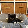 Cadeau a rejoint le concours — aidez-le/la à gagner de superbes lots ! animal, black_cat, cozy, cute, feline, fluffy_cushion, gray_cushion, home, indoor, kitten, pet, relaxing, resting, small_animal, soft, star_pattern, storage, white_paws, wooden_baskets, young
