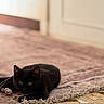 animal, black_cat, cat, cozy, curious, cute, domestic_animal, feline, floor, fur, home, indoor, kitten, lying_down, pet, resting, rug, small_pet, soft_light, white_paws