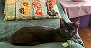 Cadeau a rejoint le concours — aidez-le/la à gagner de superbes lots ! animal, black_cat, cat, couch, cozy, curtain, decorative_pillow, fabric, furniture, home, indoor, japanese_art, kimono, leaf, pet, pillow, plant, relaxed, soft_lighting, wood_floor