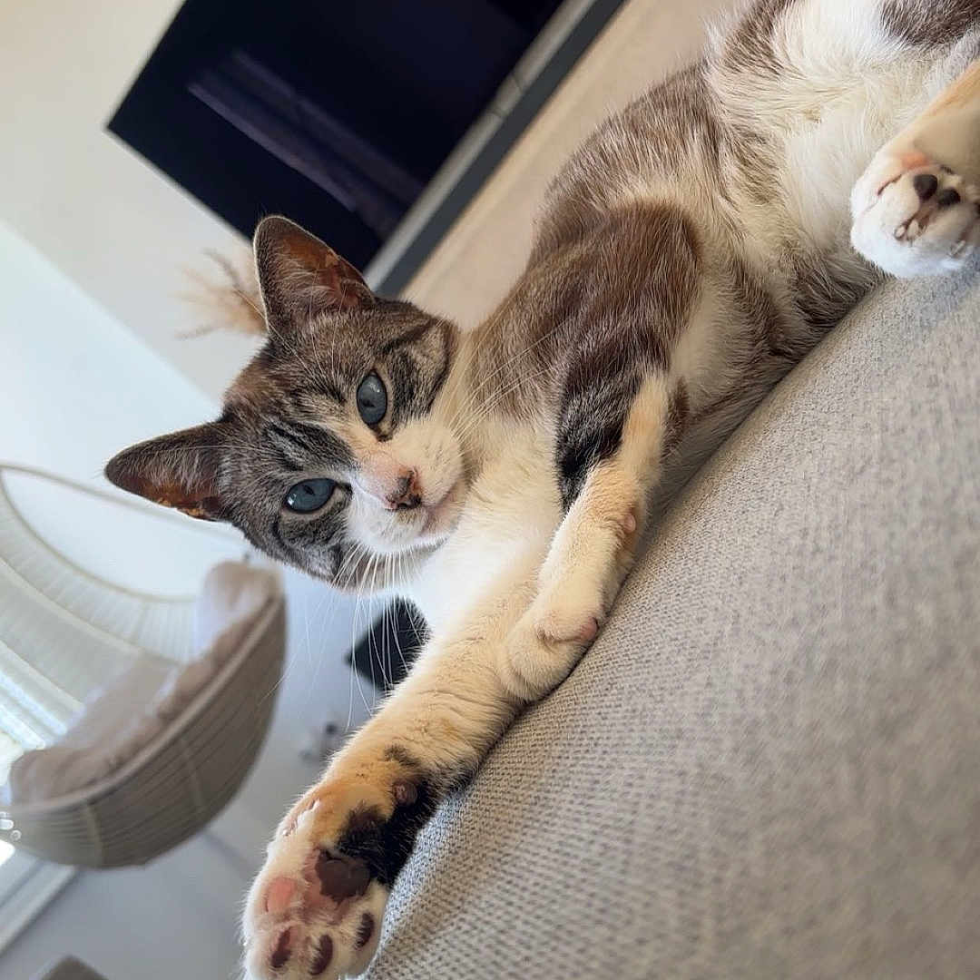 Blue a rejoint le concours — aidez-le/la à gagner de superbes lots ! blue_eyes, cat, couch, cozy, decor, feline, fur, furniture, hanging_chair, home, houseplant, indoor, living_room, modern, paw, pet, relaxed, stretching, television, whiskers