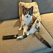 Blue participe au concours pour gagner de l'argent avec cette photo : animal, brown_fur, cat, cozy, curious, ears, feline, fluffy_cushion, gray_couch, indoor, looking_at_camera, paw, pet, raised_leg, remote_control, sitting, tabby, tail, white_fur, wide_eyes
