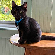 Remi joined the competition — help win amazing prizes! black_cat, kitten, blue_collar, table, wooden_table, indoor, window, greenery, curious, pet, young_cat, feline, domestic_cat, natural_light, sitting, fur, animal, house, cute, portrait