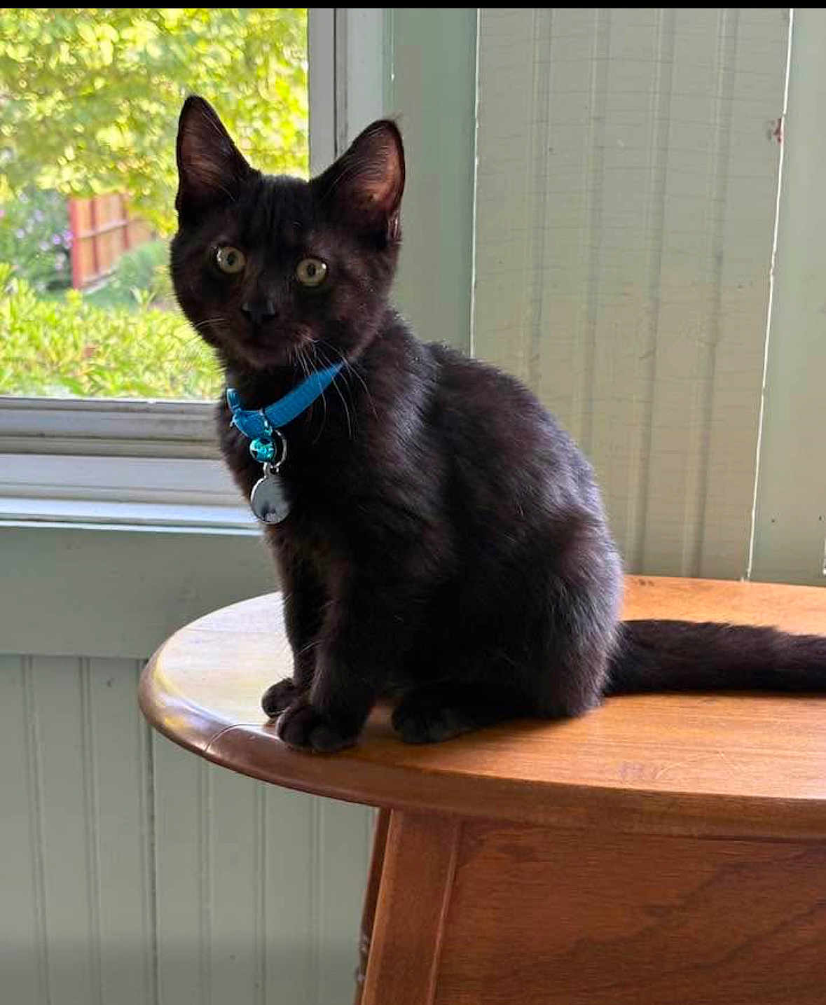 Remi joined the competition — help win amazing prizes! black_cat, kitten, blue_collar, table, wooden_table, indoor, window, greenery, curious, pet, young_cat, feline, domestic_cat, natural_light, sitting, fur, animal, house, cute, portrait