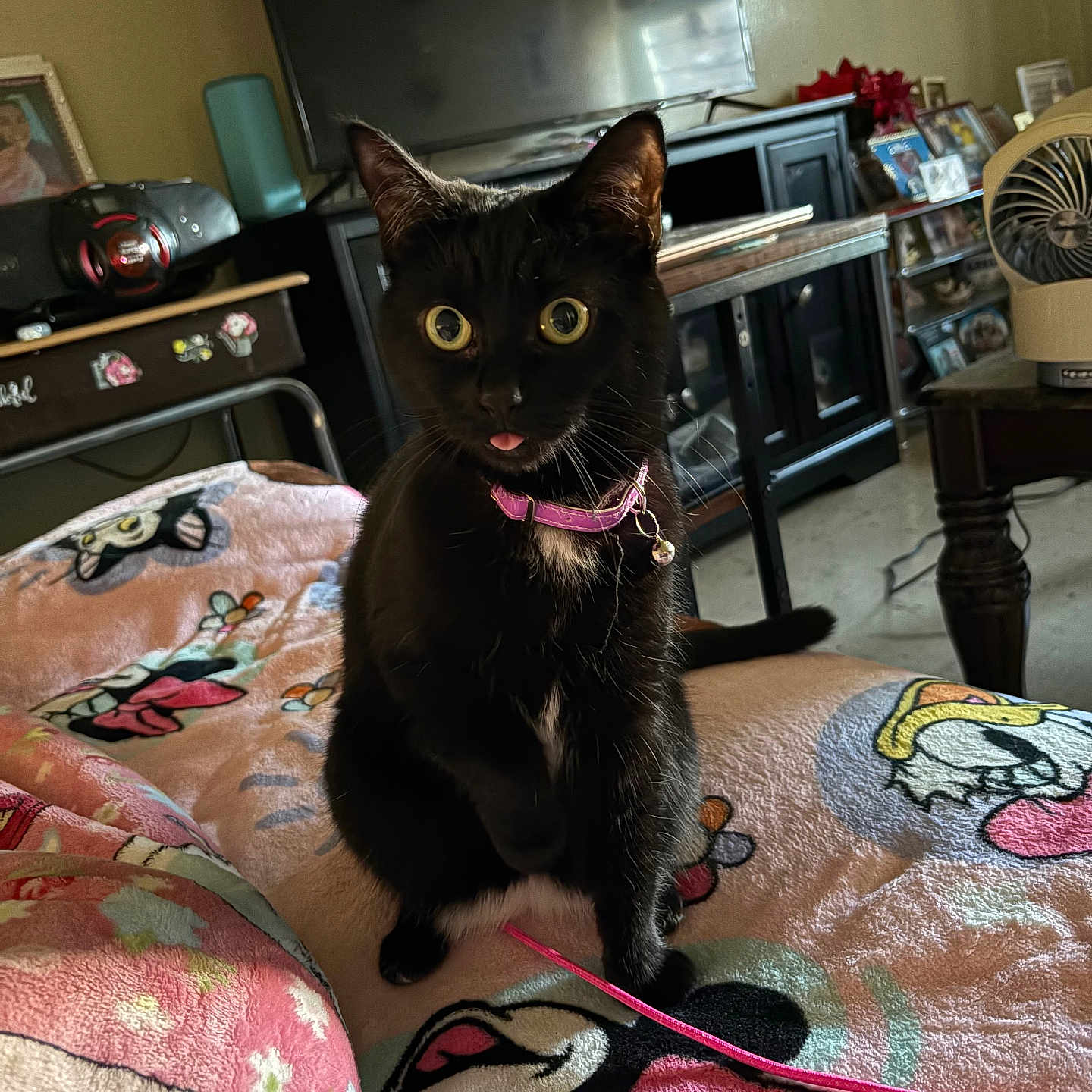 Luna joined the competition — help win amazing prizes! animal, black_cat, blanket, cat, collar, colorful, cozy, curious, decor, fan, furniture, indoor, living_room, pet, pink_collar, playful, table, television, tongue_out, wide_eyes