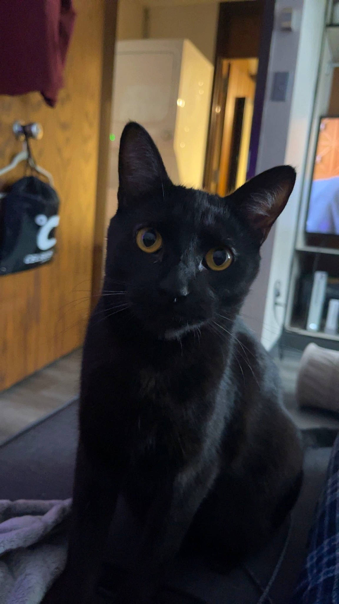 Grogu joined the competition — help win amazing prizes! bookcase, carnivore, cat, domestic_short_haired_cat, felidae, fixture, grey, small_to_medium_sized_cats, snout, terrestrial_animal, whiskers