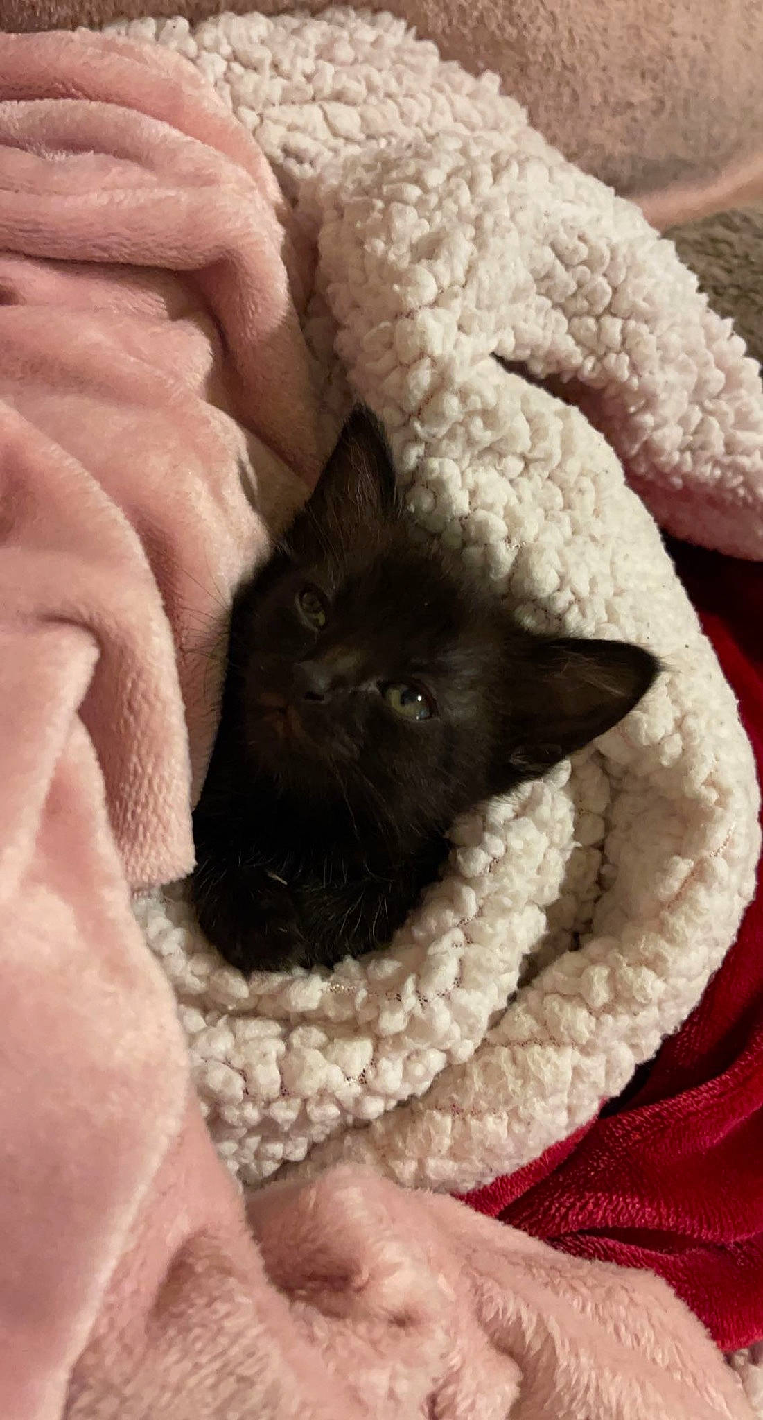 Grogu is registered to the contest to win money with this photo: black_cat, bombay, carnivore, cat, cat_bed, cat_supply, claw, comfort, domestic_short_haired_cat, fawn, felidae, fur, grey, linens, paw, small_to_medium_sized_cats, snout, tail, whiskers, wool