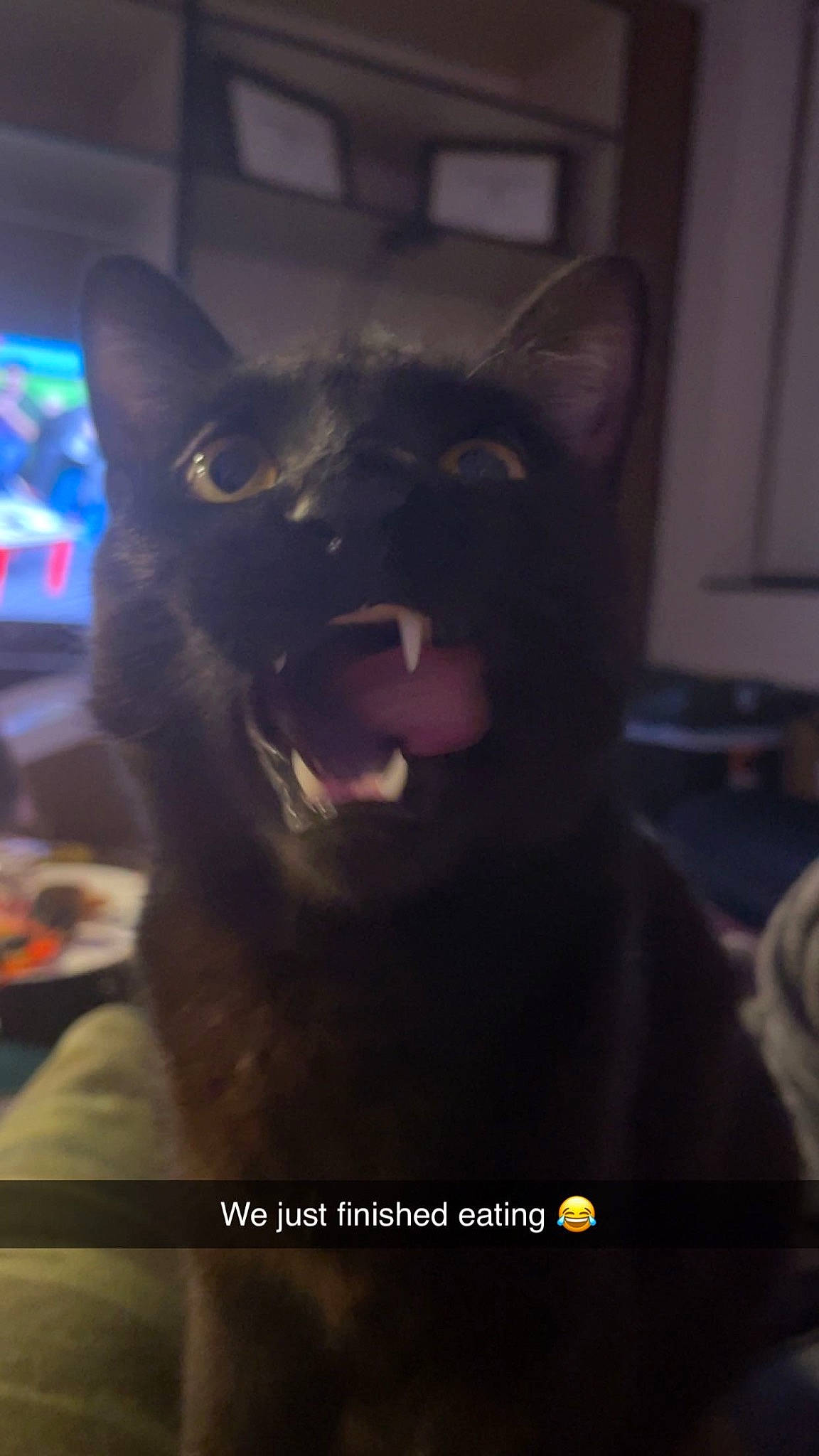 Grogu is registered to the contest to win money with this photo: canidae, carnivore, darkness, dog, dog_breed, electric_blue, event, fang, felidae, fur, jaw, midnight, non_sporting_group, room, small_to_medium_sized_cats, snout, terrestrial_animal, whiskers