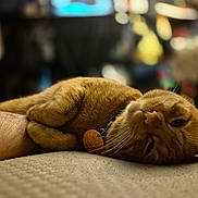 Mufasa is registered to the contest to win money with this photo: animal, cat, close_up, collar, comfort, companion, cozy, cute, friendship, fur, ginger_cat, human_arm, indoor, nap, pet, relaxation, resting, sleeping, soft_focus, whiskers
