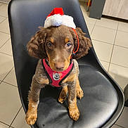 Angy a rejoint le concours — aidez-le/la à gagner de superbes lots ! puppy, dog, santa_hat, black_chair, indoor, tile_floor, pet, holiday, cute, young_dog, brown_fur, red_harness, looking_up, ears_floppy, domestic, animal, christmas, adorable, seated, household