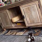 Gato joined the competition — help win amazing prizes! kitten, cat, rug, wooden_cabinet, door, framed_photos, decor, floor, indoor, home, pet, curious, furniture, small_animal, black_and_white, patterned_rug, candid, cozy, natural_light, open_door