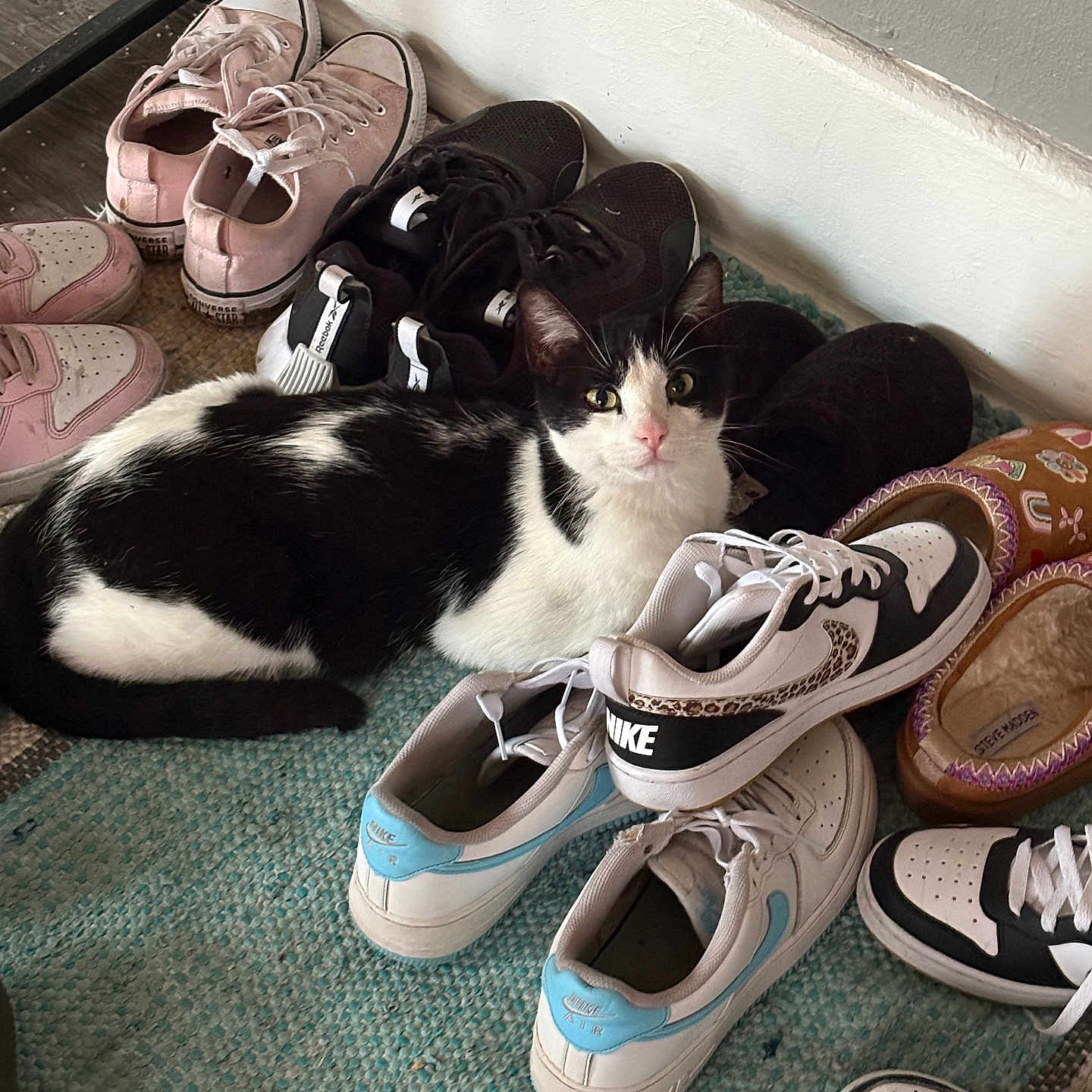 Gato joined the competition — help win amazing prizes! cat, shoes, sneakers, rug, indoor, black_and_white, footwear, nike, converse, loafers, patterned, wall, floor, relaxed, domestic_cat, pet, household, resting, cozy, curious