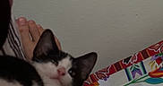 Gato is registered to the contest to win money with this photo: animal, black_and_white, cat, colorful, cozy, curious, domestic, feline, floral_pattern, foot, home, indoor, kitten, paw, pet, relaxed, resting, stretching, tablecloth, wall