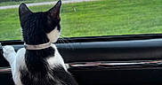Gato joined the competition — help win amazing prizes! cat, black_and_white, collar, car_interior, window, raindrops, green_field, cloudy_sky, curious, pet, animal, domestic, looking_out, vehicle, side_view, nature, daytime, fur, whiskers, road