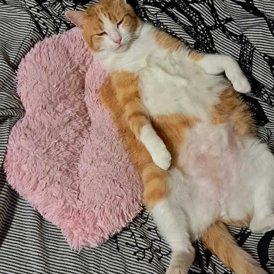 Rubis a rejoint le concours — aidez-le/la à gagner de superbes lots ! blanket, cat, cushion, cute, domestic_cat, feline, floor, fluffy, indoor, lying_down, orange_cat, patterned_blanket, pet, pink_cushion, relaxed, resting, sleepy, striped_blanket, tile_floor, white_cat