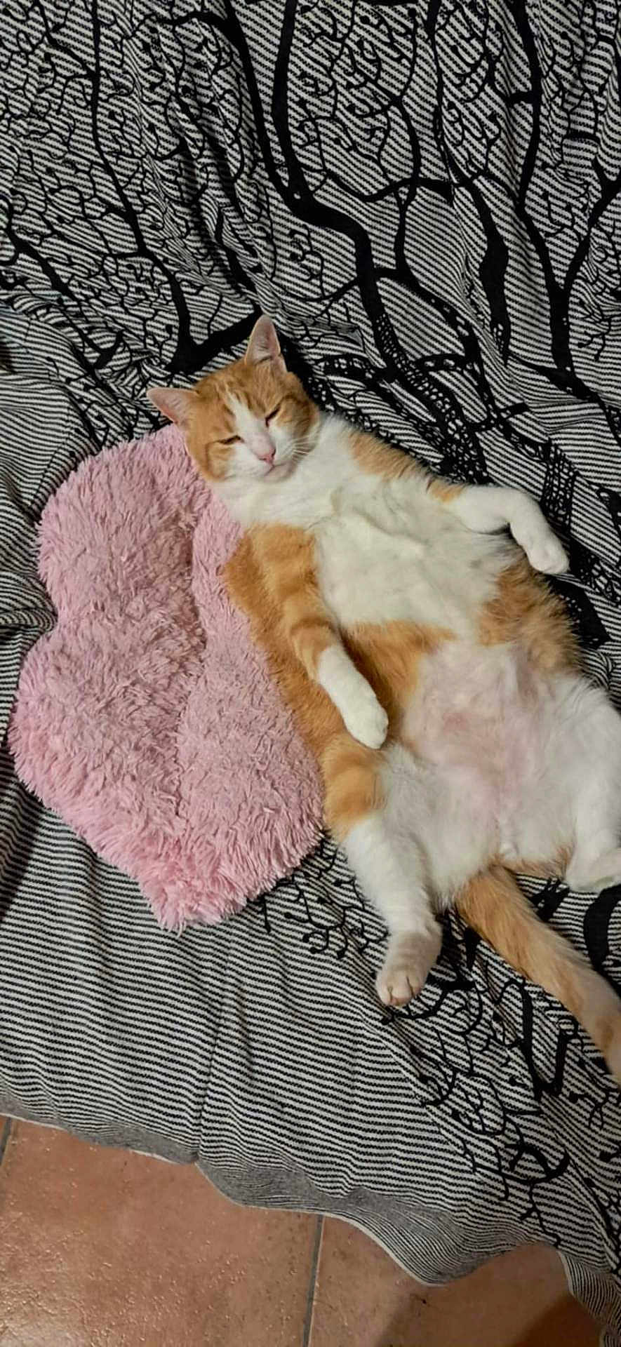 Rubis a rejoint le concours — aidez-le/la à gagner de superbes lots ! cat, orange_cat, white_cat, pet, feline, relaxed, sleepy, fluffy, cushion, pink_cushion, blanket, striped_blanket, patterned_blanket, indoor, floor, tile_floor, resting, lying_down, cute, domestic_cat