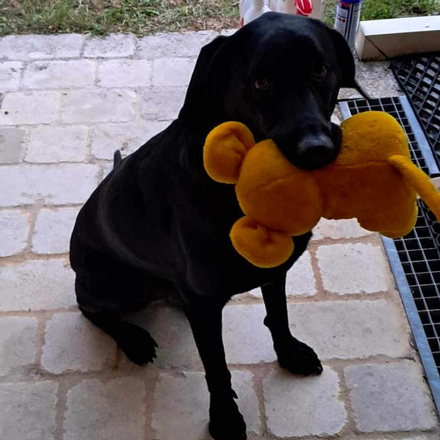 Opale a rejoint le concours — aidez-le/la à gagner de superbes lots ! animal, animal_toy, black_dog, bottle, container, cute, dog, domestic_animal, grass, outdoor, patio, pet, pet_toy, plastic, playful, plush_toy, sitting, tiles, toy, yellow