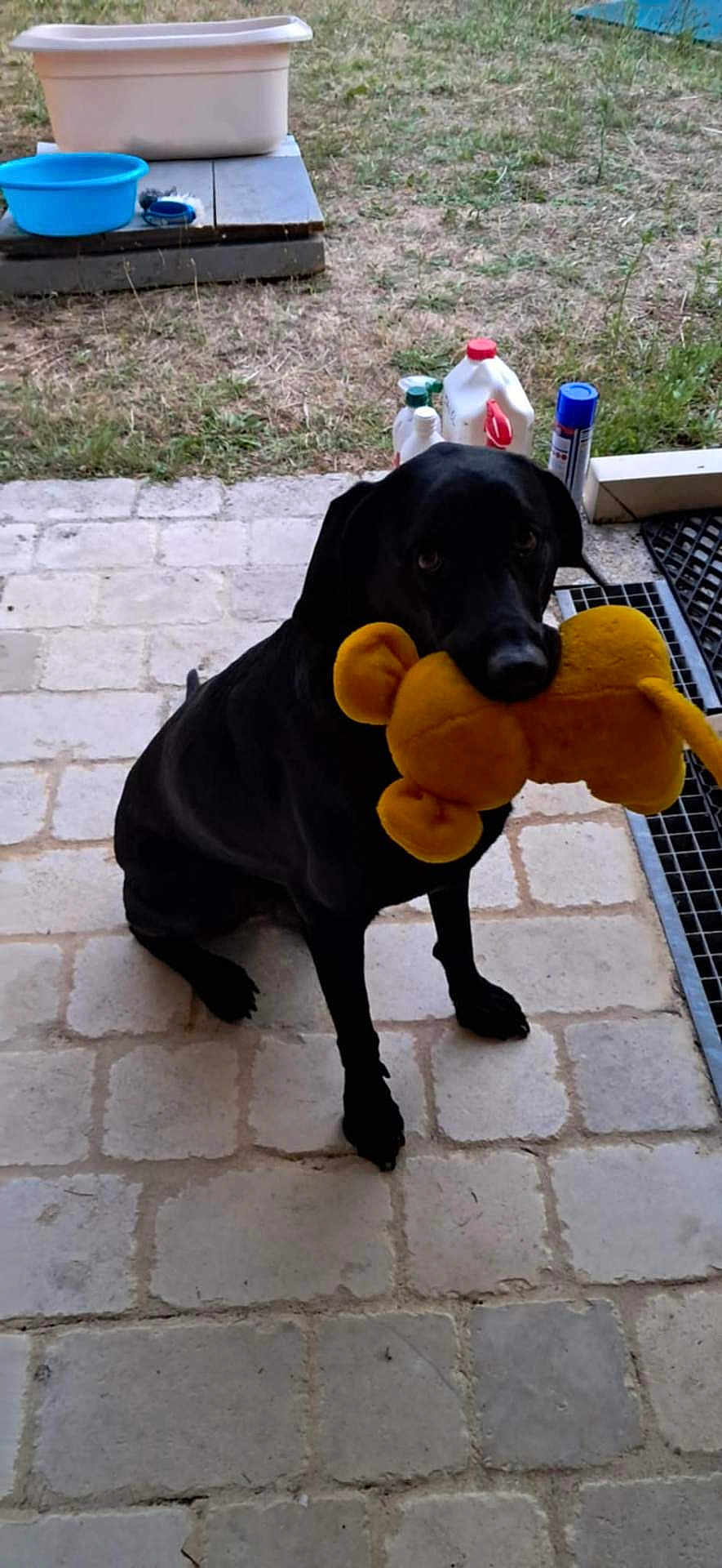Opale a rejoint le concours — aidez-le/la à gagner de superbes lots ! dog, black_dog, toy, plush_toy, yellow, pet, animal, outdoor, grass, patio, tiles, container, bottle, plastic, animal_toy, sitting, playful, cute, pet_toy, domestic_animal
