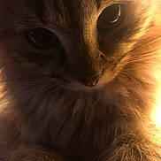 Pulga participe au concours pour gagner de l'argent avec cette photo : abyssinian, angora, animal, cat, face, flare, head, kitten, light, lighting, manx, nature, outdoors, person, pet, photography, portrait, siamese, sky, sun