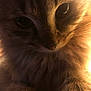 abyssinian, angora, animal, cat, face, flare, head, kitten, light, lighting, manx, nature, outdoors, person, pet, photography, portrait, siamese, sky, sun