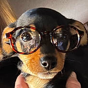 Cricket is registered to the contest to win money with this photo: accessory, black_and_tan_fur, close_up, cute, dog, eyes, eyewear, face, funny, glasses, human_hand, indoor, muzzle, nose, pet, portrait, puppy, reflection, small_dog, whiskers