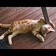 Poppi is registered to the contest to win money with this photo: animal, cat, cozy, cute, ears, feline, flooring, ginger_cat, indoor, metal_pole, paw, pet, relaxed, resting, side_view, sleeping, tabby, tail, whiskers, wooden_floor