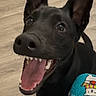 Morpheus is registered to the contest to win money with this photo: dog, black_dog, pet, happy, smiling, ears, mouth_open, tongue, floor, wooden_floor, indoor, animal, canine, looking_up, paw, sitting, playful, cute, pajamas, pattern