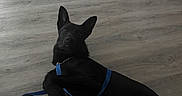 Morpheus joined the competition — help win amazing prizes! dog, black_dog, leash, wooden_floor, indoor, pet, lying_down, looking_up, curious, floor, footwear, sandals, person, paws, quiet, home, relaxed, companion, animal, domestic