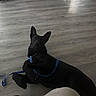 dog, black_dog, leash, wooden_floor, indoor, pet, lying_down, looking_up, curious, floor, footwear, sandals, person, paws, quiet, home, relaxed, companion, animal, domestic