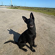 Morpheus is registered to the contest to win money with this photo: dog, black_dog, sitting, outdoor, road, dirt, shadow, clear_sky, blue_sky, ears, tilted_head, animal, pet, canine, sunlight, nature, field, grass, daytime, rural