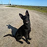 dog, black_dog, sitting, outdoor, road, dirt, shadow, clear_sky, blue_sky, ears, tilted_head, animal, pet, canine, sunlight, nature, field, grass, daytime, rural