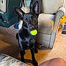 Morpheus is registered to the contest to win money with this photo: dog, black_dog, tennis_ball, pet, indoor, carpet, armchair, recliner, furniture, guitar_case, food_bowl, ears, mouth, animal, floor, living_room, looking_up, waiting, cute, domestic
