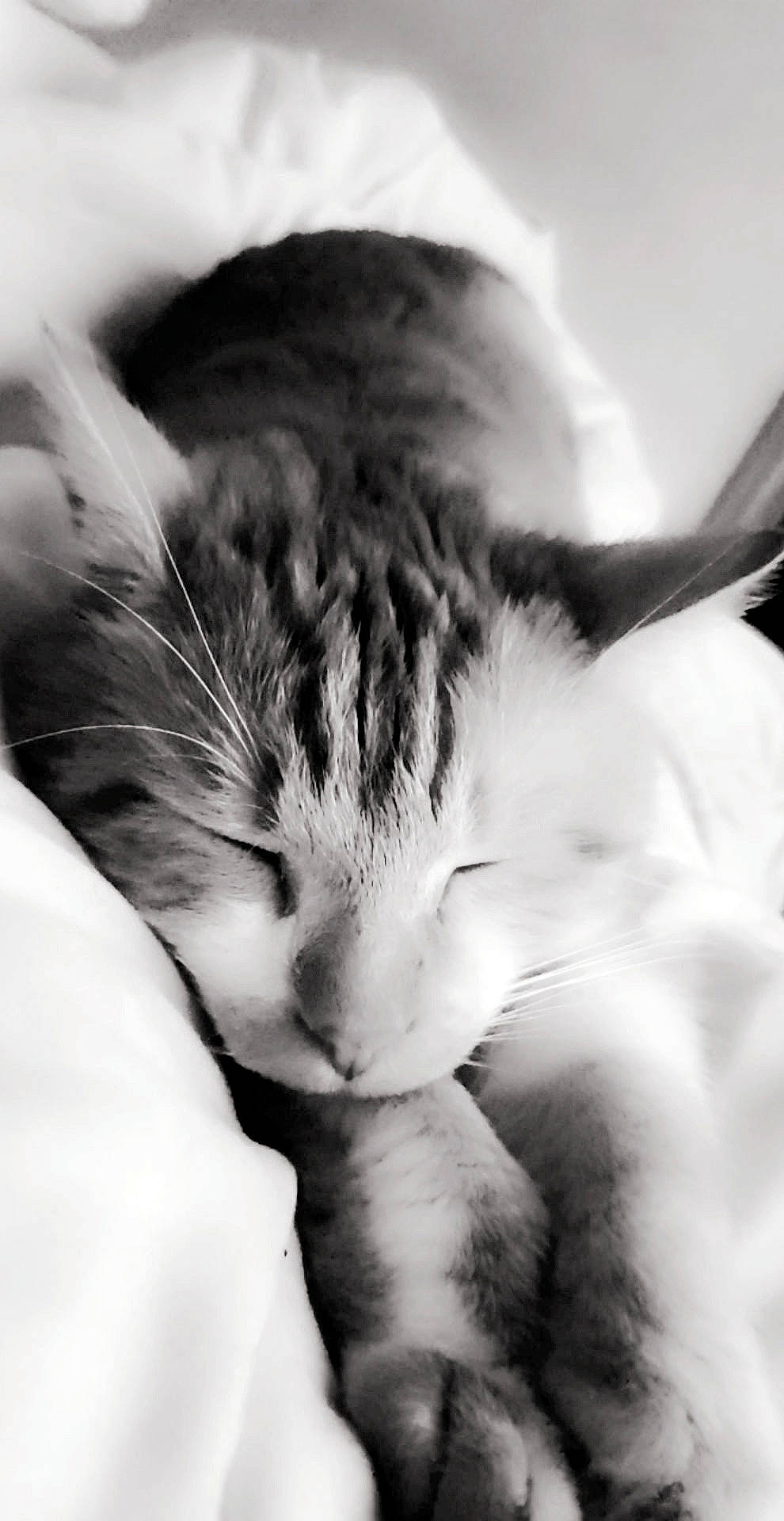 Volcan participe au concours pour gagner de l'argent avec cette photo : black_and_white, carnivore, cat, ear, felidae, fur, kitten, monochrome, monochrome_photography, nap, nose, paw, photography, sleep, small_to_medium_sized_cats, snout, style, whiskers