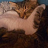 Lilly joined the competition — help win amazing prizes! cat, tabby_cat, white_cat, sleeping, snuggling, cozy, fur, closeup, pets, animal, domestic_cat, resting, cute, companion, indoor, warm, relaxation, friendship, affection, soft