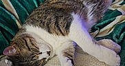 Lilly joined the competition — help win amazing prizes! animal, blanket, cartoon_cats, cat, comfort, cozy, cushion, cute, domestic, feline, green_throw, indoor, pattern, pet, relaxation, resting, sleeping, soft_texture, tabby, white_fur