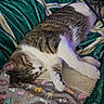 cat, sleeping, tabby, white_fur, blanket, pattern, cartoon_cats, green_throw, cushion, indoor, cozy, resting, pet, feline, cute, relaxation, soft_texture, comfort, animal, domestic