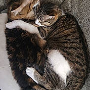 Lilly joined the competition — help win amazing prizes! cat, tabby_cat, pet, animal, feline, snuggling, cuddle, sleeping, resting, cozy, fur, whiskers, paw, tail, indoor, couch, blanket, companion, relaxation, friendship