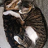 cat, tabby_cat, pet, animal, feline, snuggling, cuddle, sleeping, resting, cozy, fur, whiskers, paw, tail, indoor, couch, blanket, companion, relaxation, friendship
