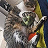 Lilly joined the competition — help win amazing prizes! cat, tabby_cat, sleeping, stuffed_toy, blanket, indoor, cozy, pet, feline, resting, colorful, soft_light, home, cute, animal, relaxed, fur, paw, tail, closed_eyes