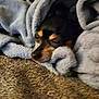 dog, blanket, resting, sleepy, cozy, fur, carpet, indoors, pet, wrapped, relaxed, soft, comfort, brown, black, face, animal, cute, warm, home