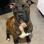 Woncka participe au concours pour gagner de l'argent avec cette photo : dog, brindle, pet, indoor, kitchen, food_bowl, floor, sitting, looking_up, animal, canine, fur, ears, nose, paws, white_patch, waiting, domestic, companion, cute