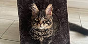 Végéta participe au concours pour gagner de l'argent avec cette photo : cat, tabby, pet, animal, feline, fur, ears, whiskers, indoor, cozy, cat_house, floor, wooden_floor, cute, curious, looking, sitting, home, domestic, mammal