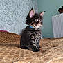 Végéta a rejoint le concours — aidez-le/la à gagner de superbes lots ! kitten, cat, pet, indoor, brown_blanket, blue_collar, fur, ears, whiskers, curious, young, small, feline, sitting, bedroom, animal, cute, soft, domestic, portrait