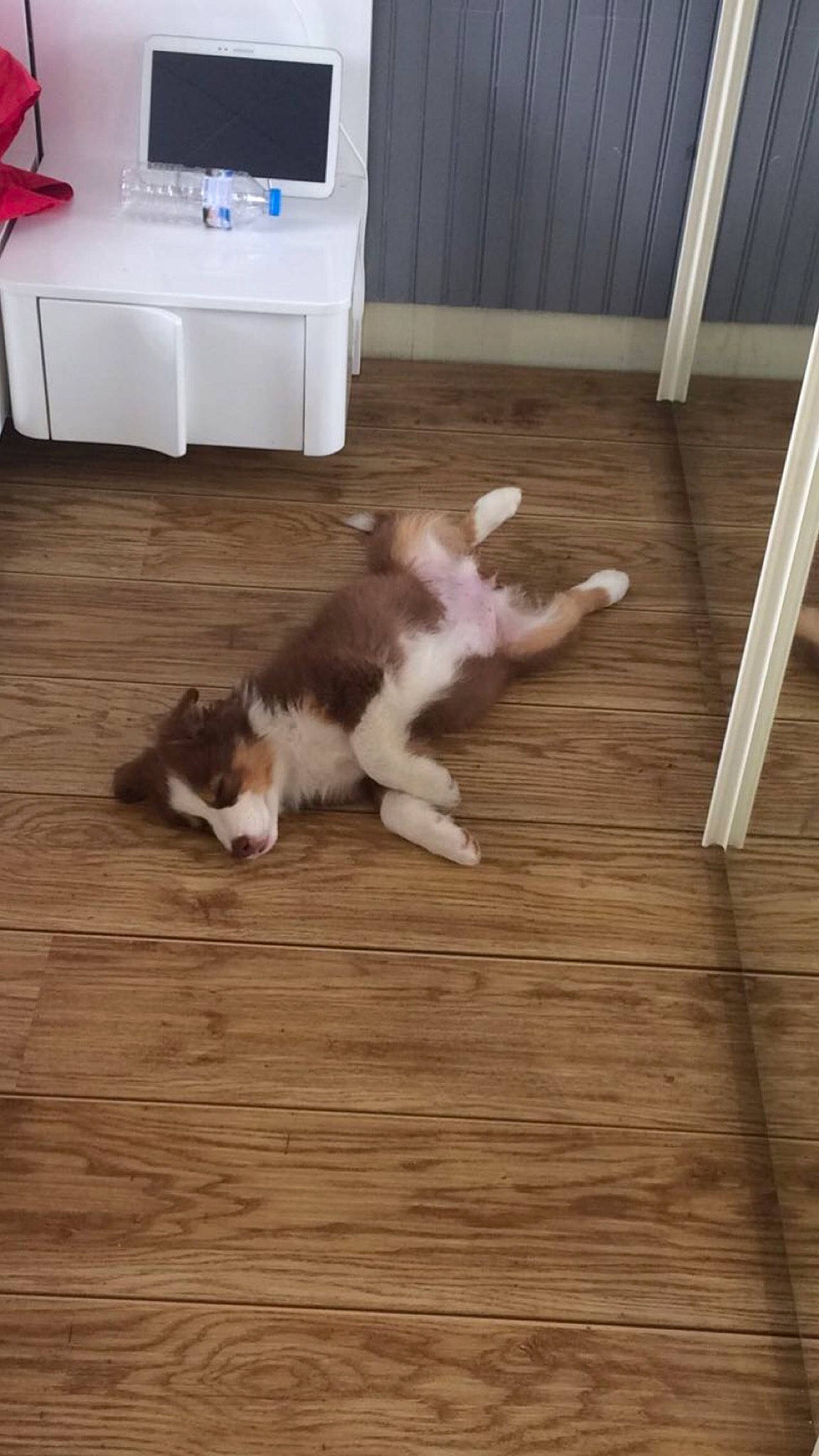 Noly a rejoint le concours — aidez-le/la à gagner de superbes lots ! canidae, carnivore, cat, companion_dog, dog, dog_breed, felidae, floor, flooring, hardwood, kitten, kooikerhondje, laminate_flooring, puppy, small_to_medium_sized_cats, sporting_group, tail, whiskers, wood, wood_flooring