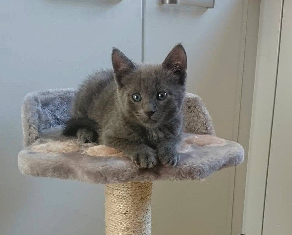 Guizmo participe au concours pour gagner de l'argent avec cette photo : asian, british_semi_longhair, carnivore, cat, chartreux, domestic_short_haired_cat, fawn, felidae, kitten, korat, mammal, nebelung, ojos_azules, russian_blue, small_to_medium_sized_cats, vertebrate, whiskers