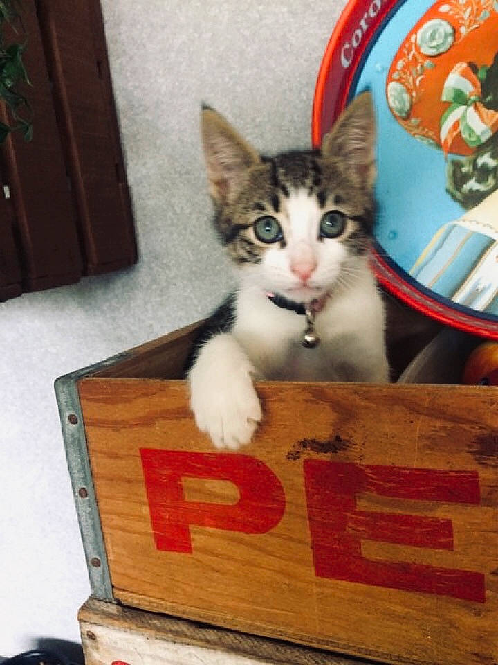 Tia a rejoint le concours — aidez-le/la à gagner de superbes lots ! aegean_cat, american_wirehair, asian, box, carnivore, cat, domestic_short_haired_cat, european_shorthair, felidae, japanese_bobtail, kitten, mammal, polydactyl_cat, small_to_medium_sized_cats, whiskers