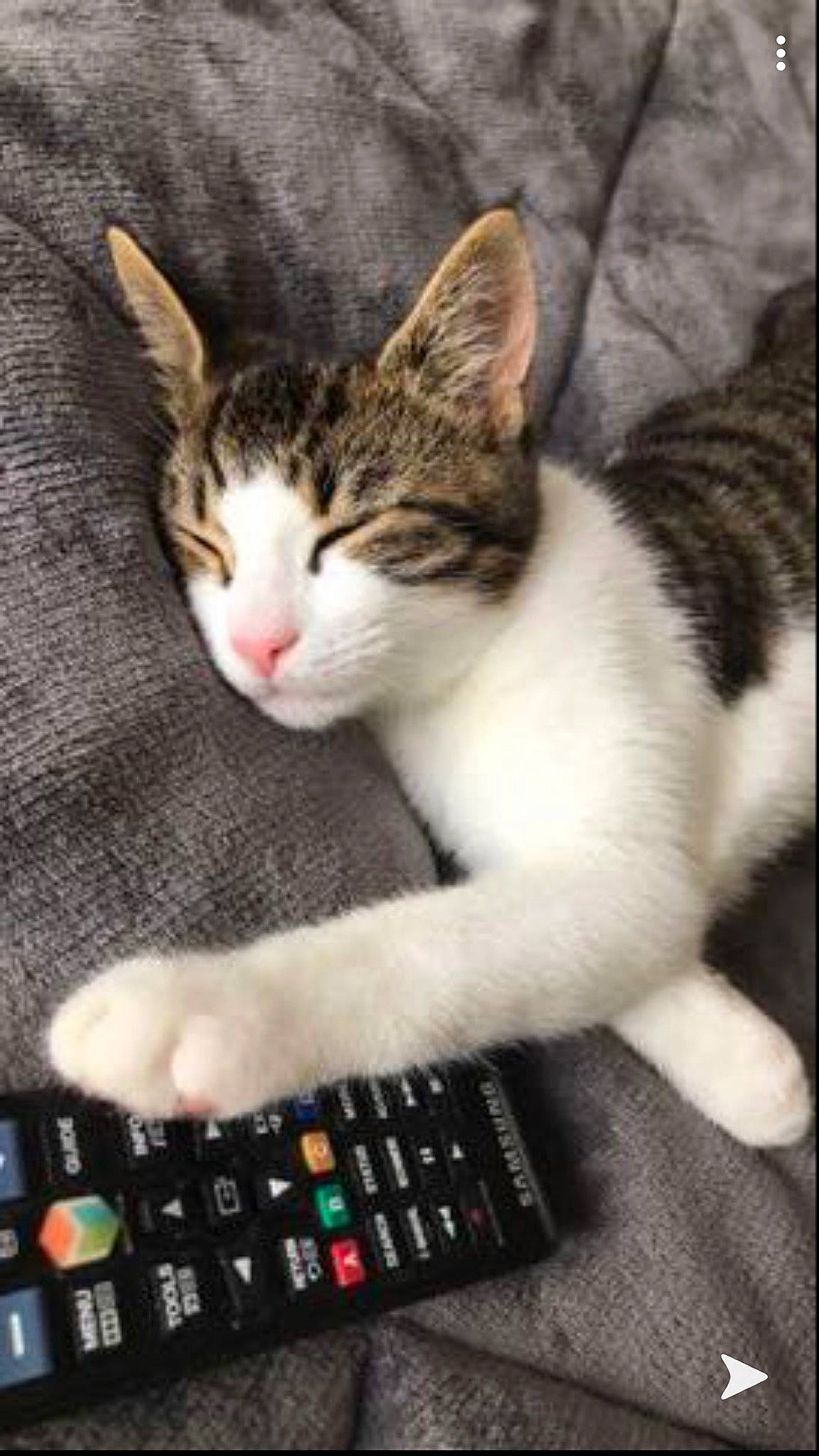 Tia participe au concours pour gagner de l'argent avec cette photo : aegean_cat, american_wirehair, asian, carnivore, cat, domestic_short_haired_cat, european_shorthair, eye, felidae, kitten, paw, photo_caption, polydactyl_cat, remote_control, small_to_medium_sized_cats, snout, tabby_cat, tail, technology, whiskers