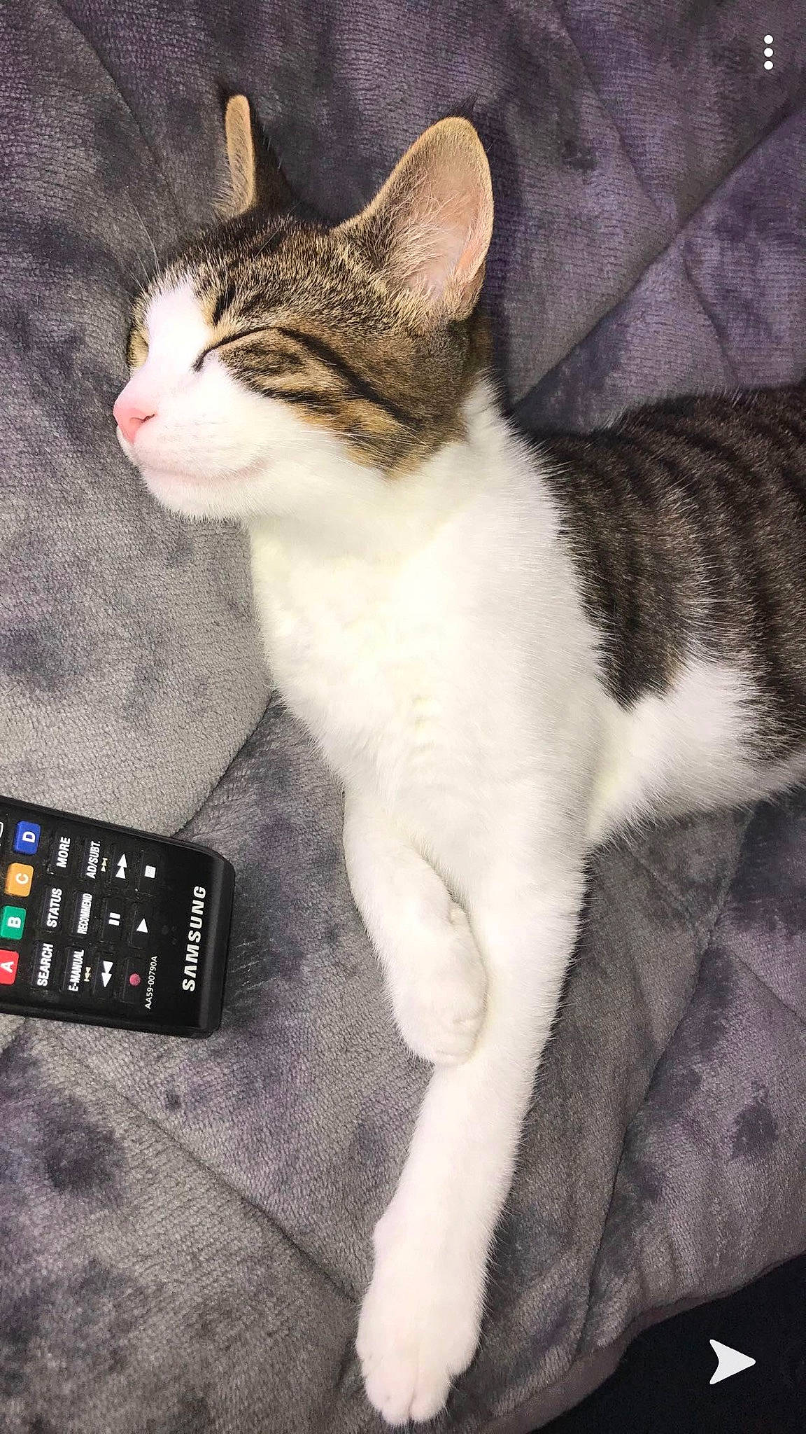 Tia participe au concours pour gagner de l'argent avec cette photo : aegean_cat, american_wirehair, asian, carnivore, cat, domestic_short_haired_cat, electronic_device, european_shorthair, eye, felidae, fur, kitten, paw, polydactyl_cat, remote_control, small_to_medium_sized_cats, tabby_cat, tail, technology, whiskers