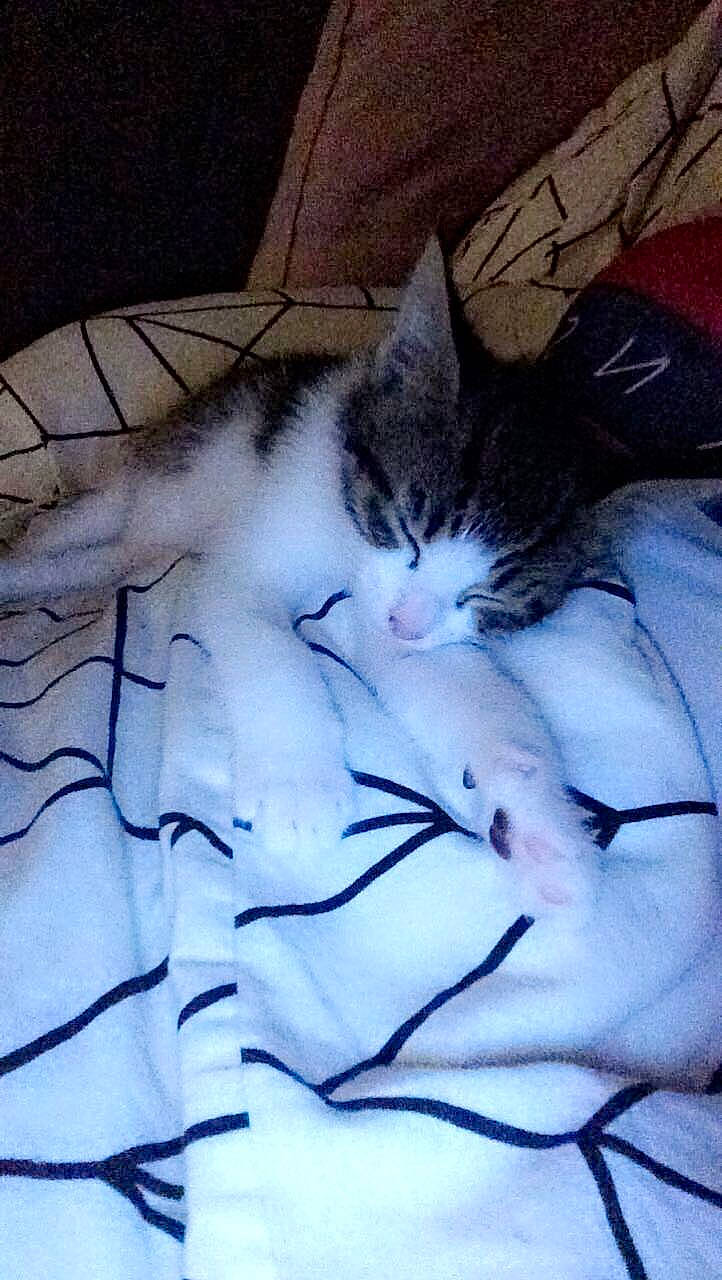 Tia a rejoint le concours — aidez-le/la à gagner de superbes lots ! aegean_cat, carnivore, cat, domestic_short_haired_cat, european_shorthair, felidae, fur, kitten, nap, norwegian_forest_cat, nose, polydactyl_cat, sleep, small_to_medium_sized_cats, tail, whiskers