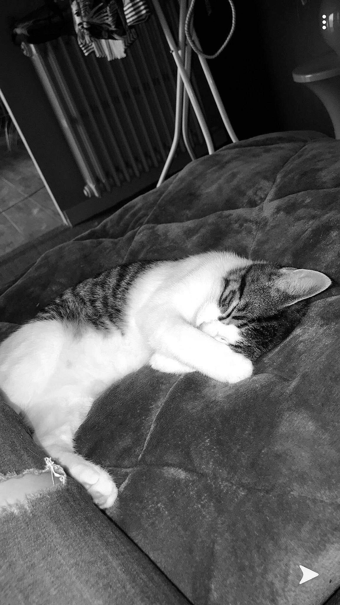 Tia participe au concours pour gagner de l'argent avec cette photo : black, black_and_white, carnivore, cat, felidae, fur, leg, monochrome, monochrome_photography, small_to_medium_sized_cats, style, tail, whiskers, white