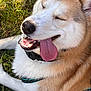 animal, canine, close_up, collar, content, cute, daytime, dog, fur, grass, happy, muzzle, nature, outdoor, pet, relaxed, resting, smiling, sunlight, tongue_out